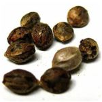 Семена марихуаны АК-47  (Seeds AK-47) в Невьянске